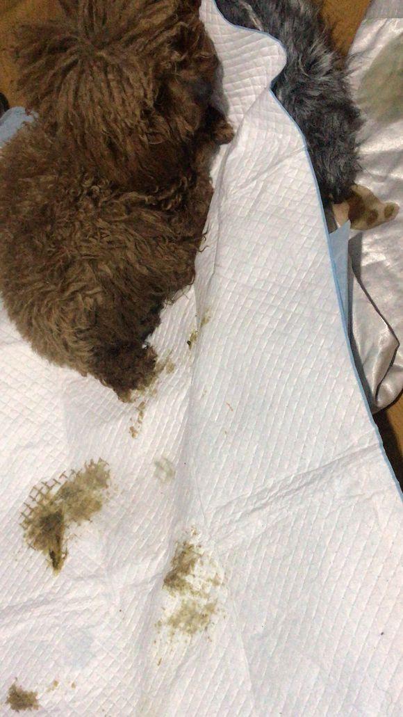 泰迪狗狗确诊为球虫感染后不停往门外跑,主人犹豫是否要安乐它!