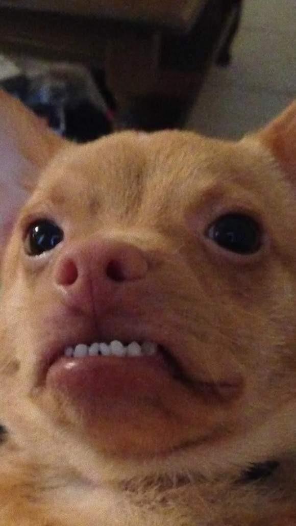 萌兽"近距离特写",张张冏脸面露呆样!