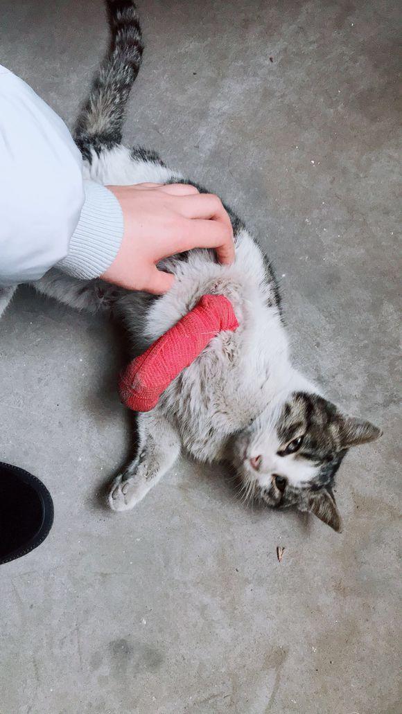 流浪猫前腿受伤疼痛难耐忍不住向路人求助收养后的样子太美了