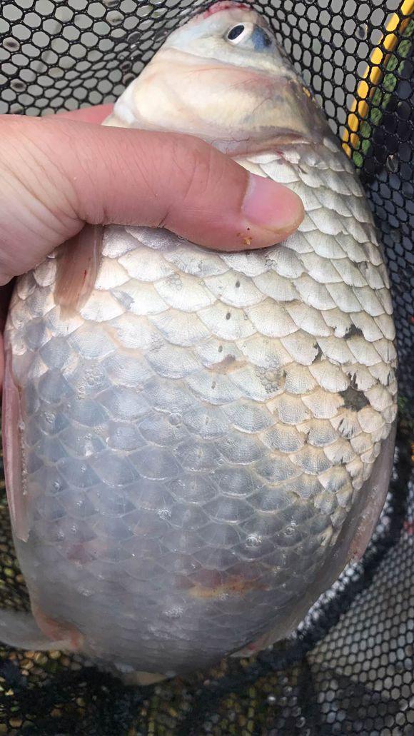 鸡肠打窝长江钓获20斤大白鲫网友第一次看见这么大鲫鱼