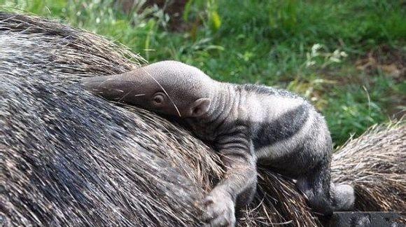 10只刚出生的神兽动物宝宝你最想带走哪一只