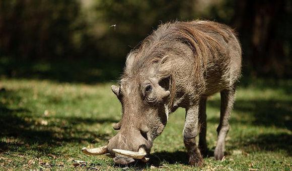 巨林猪_巨林猪的天敌
