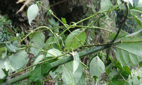 小儿惊厥切勿急,一种到处生长的东西帮你轻松解决,不用吃药打针