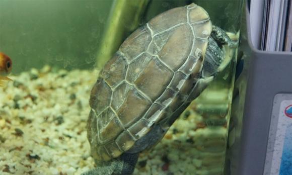 乌龟是怎么睡觉的,它们的睡姿是千奇百怪的