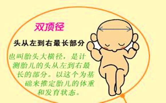 羡慕!双顶径股骨长可以判断男女"医院助孕"-第1张图片-浦西博客