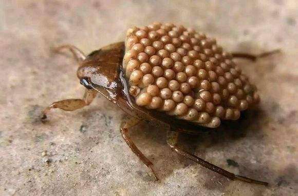 自然界中那些伟大的母爱血浓于水不只是人类