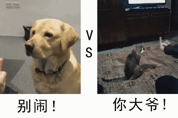 每日一波搞笑动态图