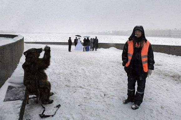 任性的俄罗斯人,熊在俄罗斯的生活