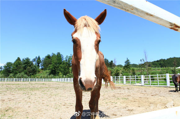 汉中濒危物种——宁强矮马