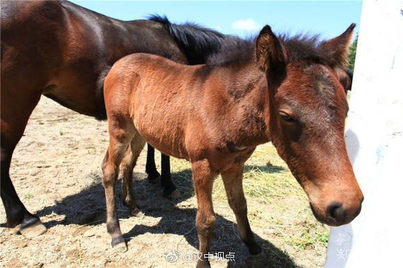 汉中濒危物种——宁强矮马
