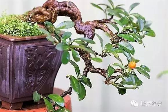 金豆有"迎喜","吉祥"等美好的寓意, 一组精品