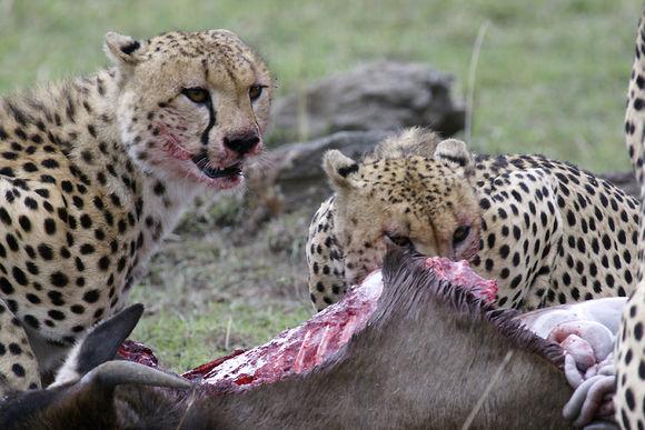 猎豹群合力大战鬣狗,保护刚刚捕获的猎物