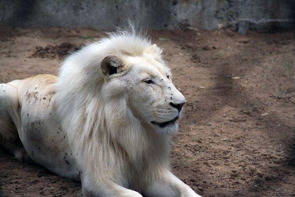 神仙八卦:黄狮精为什么要开"钉耙宴"而不是"金棒宴"?