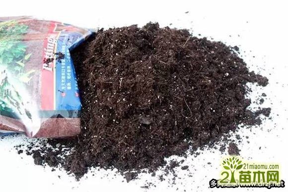 多肉植物种植用什么土好 17种多肉用土推荐