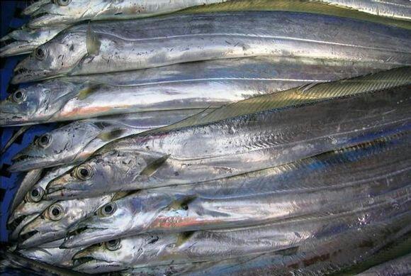 鲥(时)鱼——鲥(shí)鱼鲳鱼——银鲳水潺——龙头鱼乌鳞鲳——乌鲳