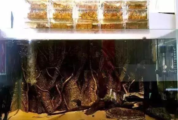 这是一个长达90厘米的缸 里面喂养水虎鱼和黑色食人鱼 还有一条阿拉瓜