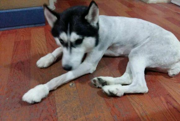 哈士奇被宠主剃毛后,变成一只哈士狮,一脸生无可恋