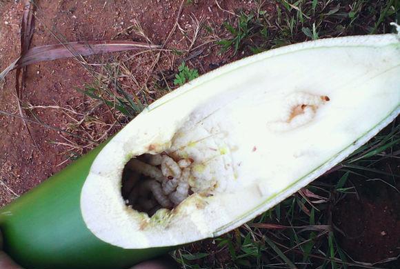 农村竹子里长出的蛆竟卖上百元,被云南人视为冬虫夏草!