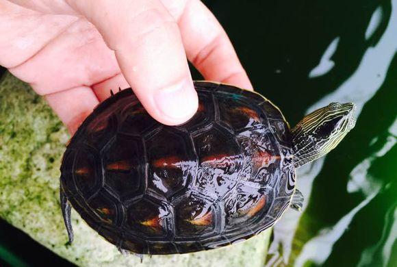 养龟到底有多毒(续集)