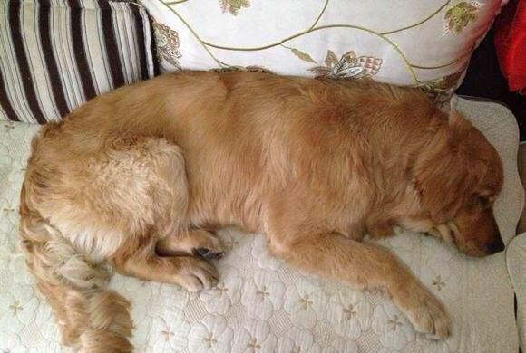 母狗与老婆一起怀孕,回家看见满地都是狗狗,气坏了