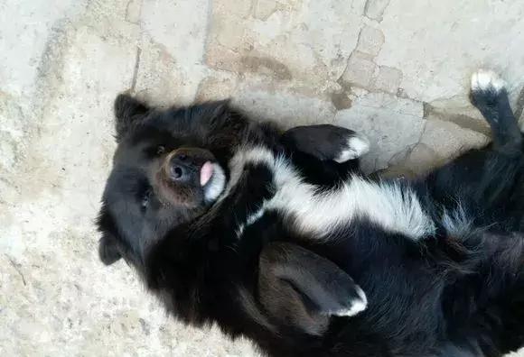 听说四脚踏雪的狗狗不吉利,一气之下,主人便把狗狗扔了!