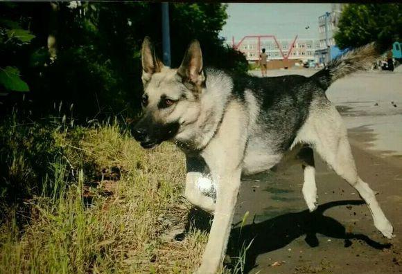 狼青犬之起源,让更多人了解“非本土犬种”