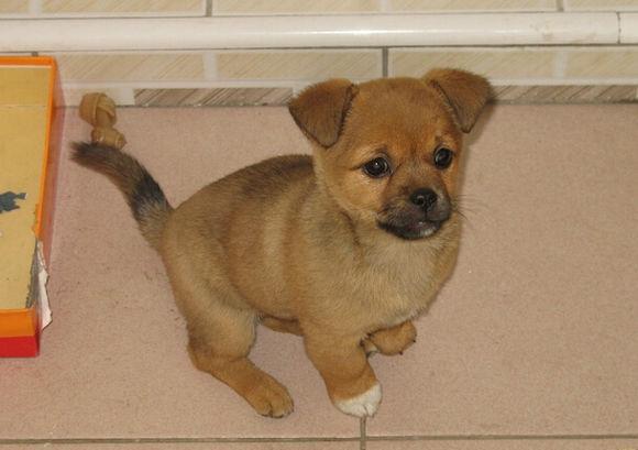 我叫中华田园犬,小名叫土狗,好不喜欢这个名字啊