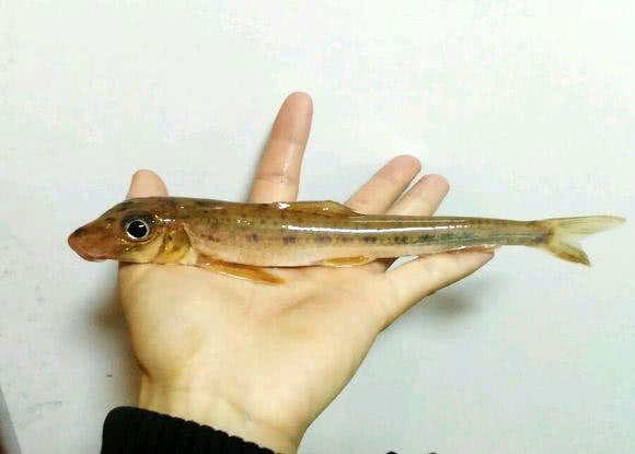 此鱼头大尾小呈长锥体钓鱼人称为船钉子