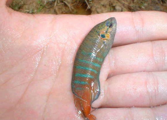 田里抓起烧火佬来就能养比城里娇贵的观赏鱼好多了