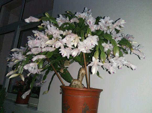 冬天养蟹爪兰,4招,开花一波接着一波