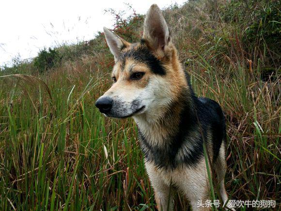 和中华田园犬串了三代的混血狼,既然你狼性未尽,就和铁链相伴吧