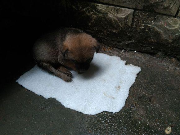 看着被人扔掉的畸形小奶狗,拖着后腿往前爬刺痛人心,女孩哭了