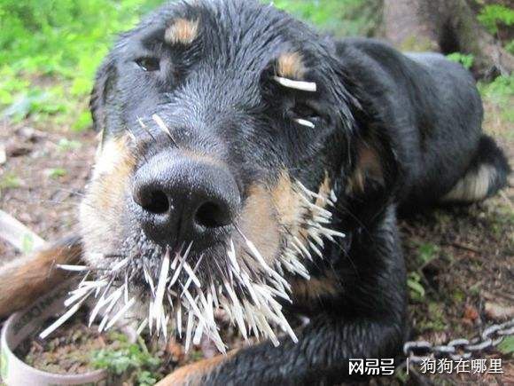 那些年,被豪猪刺过的汪星人,求狗狗心理阴影面积