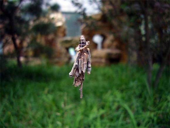 农村害虫"吊死鬼",70元一斤抢着买,害虫一时变成"香馍馍"