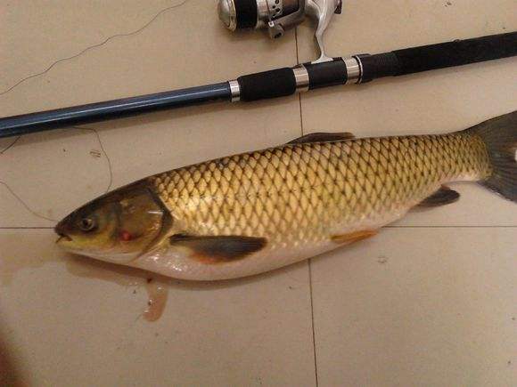 选择海竿多长合适,海竿多长最好?钓鱼怎么操作