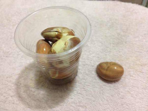 只要5步,菠萝蜜种子变盆栽,一个月变出小树来