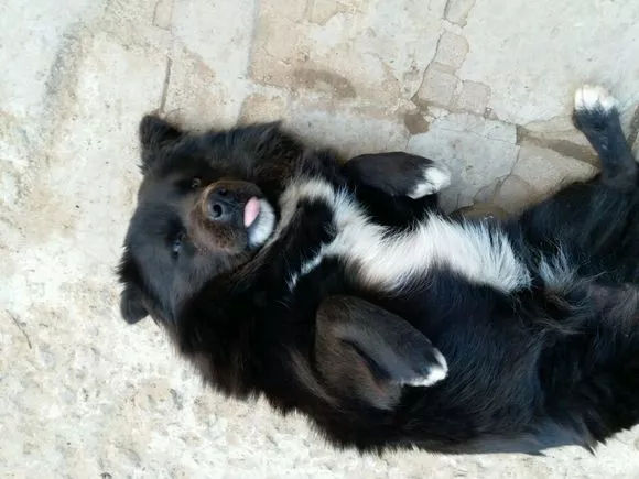 四脚踏雪的狗狗不吉利?