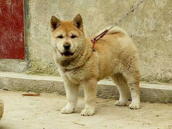 这些才是纯正的中国土狗最优秀的品种别觉得养土狗丢脸啦