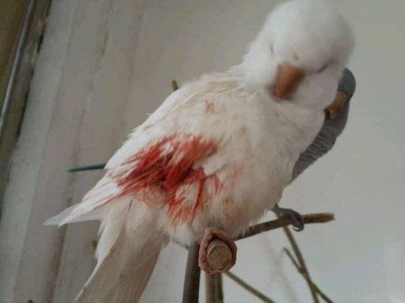 男子救下一只鹦鹉,结果鹦鹉大叫"快跑",回头一看顿时吓得失禁