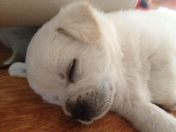 一位好心的路人在路上偶遇了一只在冰雪寒风中睡着的小狗,便立即把它