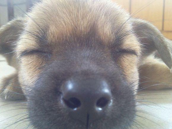 在煤堆里发现一只可怜的小灰狗,把他带回家过了几天变得好异常