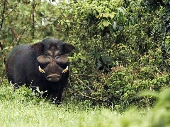 世界上最强悍的猪秒杀猎豹狮子一头能撞死非洲野牛