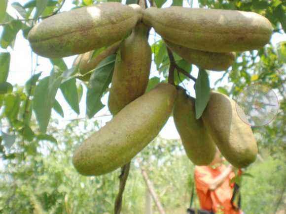 乡下的"肾果",村里的小媳妇腼腆的偷偷着摘,现已越来越少!