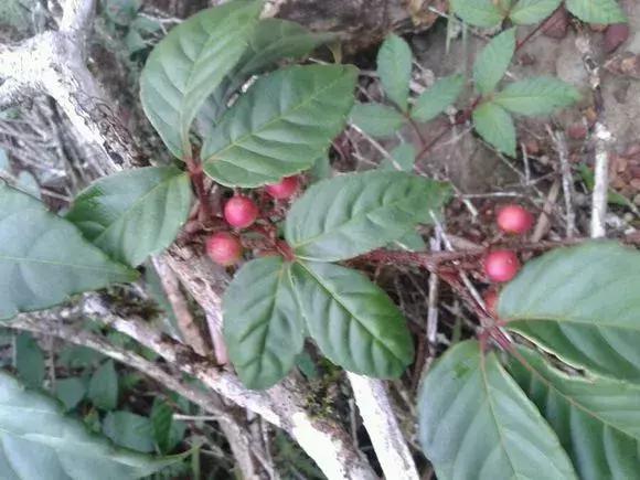 农村山沟这种草,以前没人要,现在用于抗炎,抗肿瘤,一斤五六百