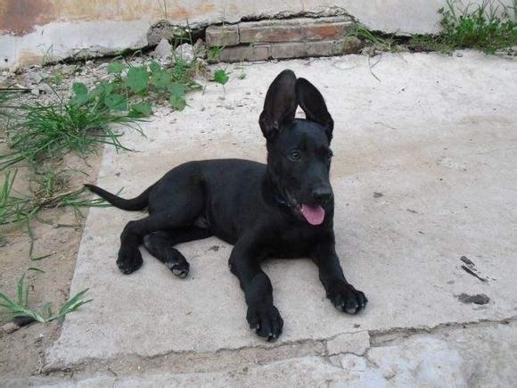 今天就带你了解怎么区别黑狼跟狼青