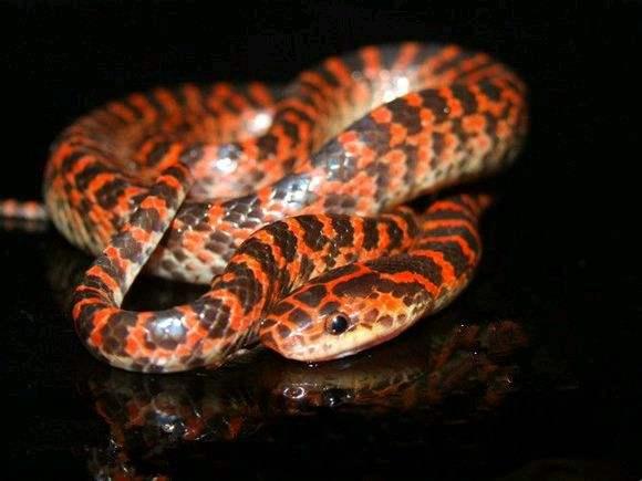 全身散发腐鱼腥臭味到底是有毒还是无毒的蛇赤练蛇