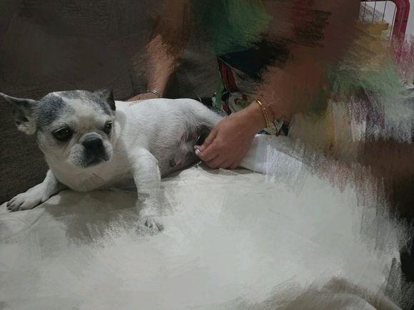 法斗和柯基生了一窝小宝宝,长得到底像谁?