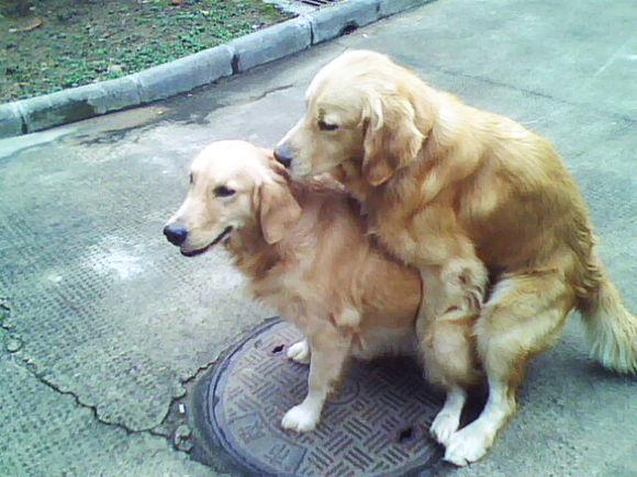 方面在这些都要注意的到,如果是需要纯种,那就必须要找一模一样的狗狗