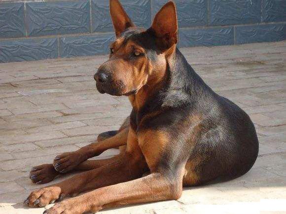 威名|德牧|名犬_新浪新闻