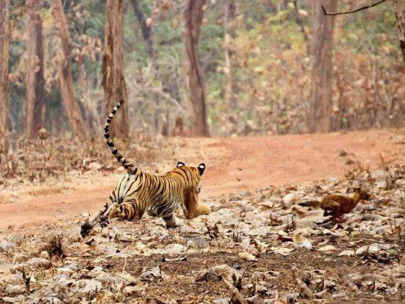 豺狼虎豹中为何豺狼排在虎豹前面|虎豹|老虎|豺狼_新浪新闻
